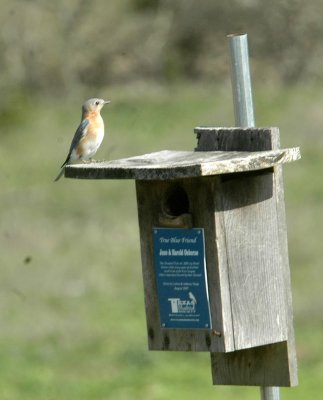 322Neals 208easternbluebird.jpg