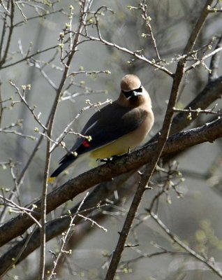 322Neals 225cedarwaxwing.jpg