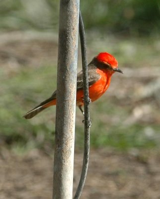 322Neals 256vermilion.jpg