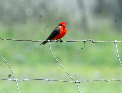 323Neals 053vermilionflycatcher.jpg