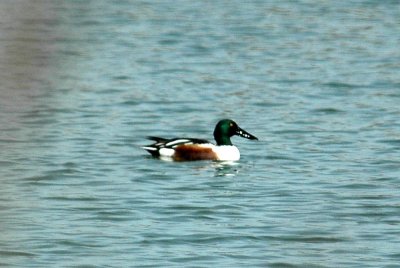 323Neals 012northrernshoveler.jpg
