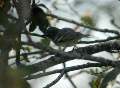 323Neals 023blueheadedvireo.jpg