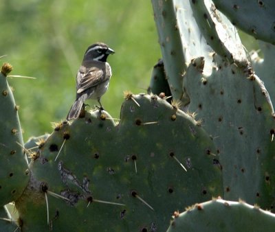 323Neals 045blackthroatedsparrow.jpg