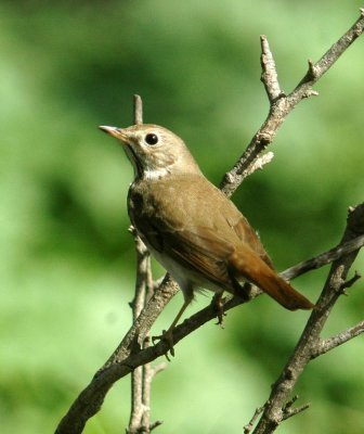 323Neals 026HermitThrush.jpg