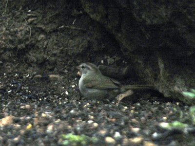 324neals 024OlivesSparrow.jpg