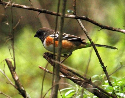 324neals 035spottedTowhee.jpg