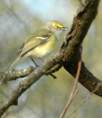 326Neals 031whiteeyed.jpg