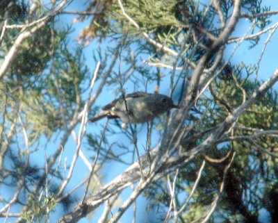 330Neals 058aaabird.jpg
