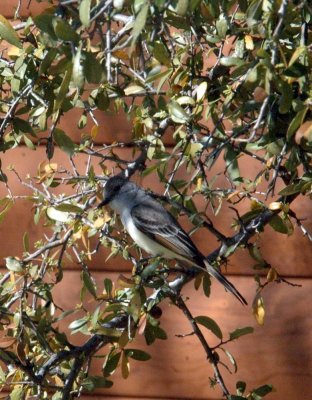 330Neals 077aaaAshthroated.jpg