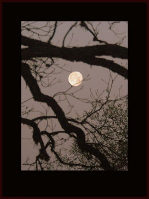 moon222 copy.jpg