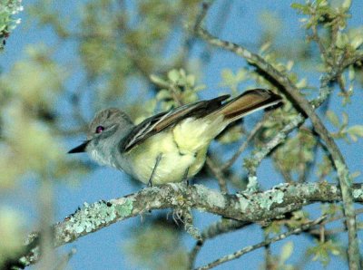 41Neals 006ashthroated69.jpg