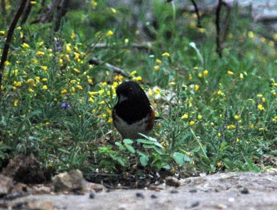 41Neals 009spottedtowhee.jpg