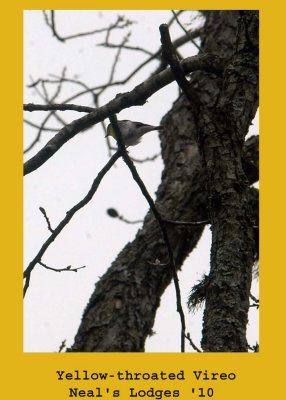 yelthrVireo222.jpg
