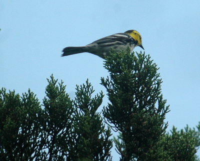 42neals 005aaagoldencheekedwarbler.jpg