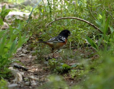 42neals 024aaaspottedTowhee.jpg