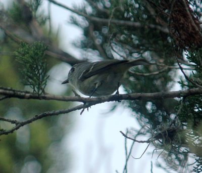 42neals 022aaahuttonsvireo.jpg