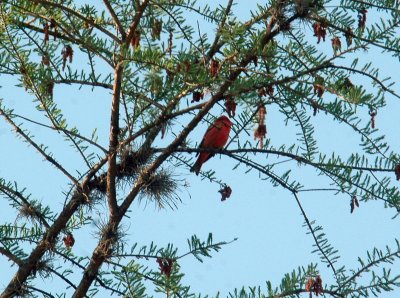 43Neals 055asummertanager.jpg