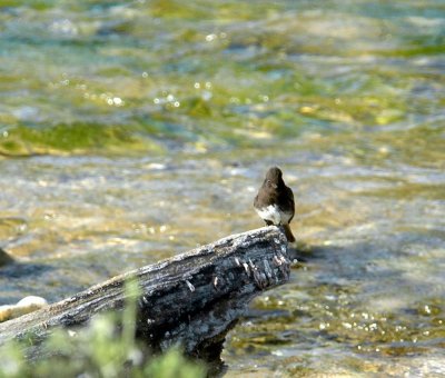 43Neals 057ablackphoebe.jpg