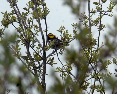 43Neals 065aaagolden-cheeked warbler.jpg