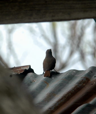43Neals 074canyonwren.jpg