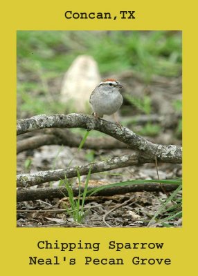 chippingSparrow222 copy.jpg