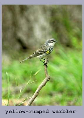 yellowrumped222 copy.jpg