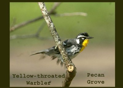 yelthroated222.jpg