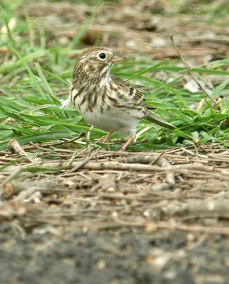 44NealsBatCave 033vesper sparrow.jpg