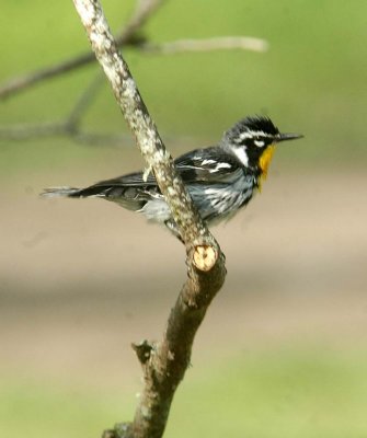 44NealsBatCave 062yellowthroated.jpg
