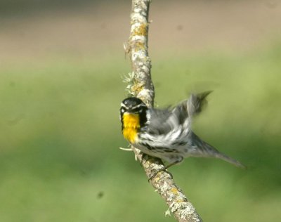 44NealsBatCave 075yellowthroated.jpg