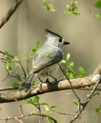 44NealsBatCave 085blackcrested titmouse.jpg