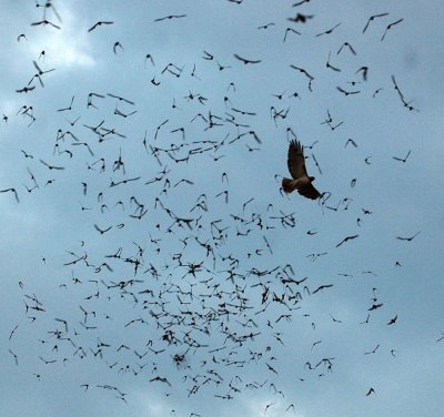 44NealsBatCave 172redtailfeast.jpg
