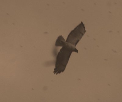 44NealsBatCave 193raptorredtailFeast.jpg