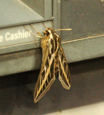 46Neals 001sphinx.jpg