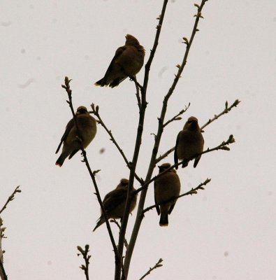 46Neals 021cedarwaxwings2.jpg