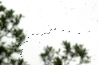 46Neals 052sandhills.jpg