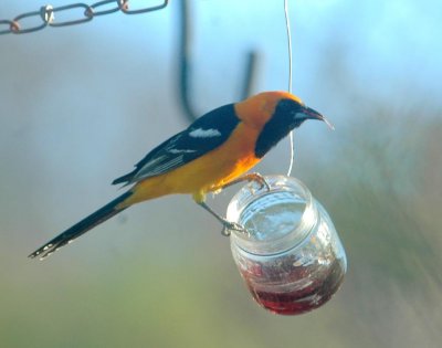 48Neals 015aaahoodedOriole.jpg