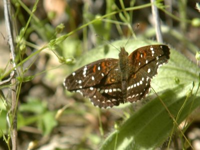 48Neals 042texasCrescent.jpg