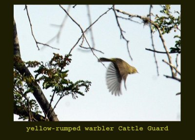 yellowrump222.jpg