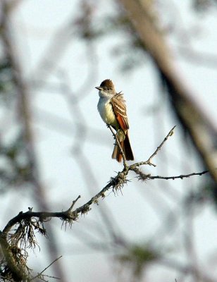 410Neals 011ashthroated.jpg