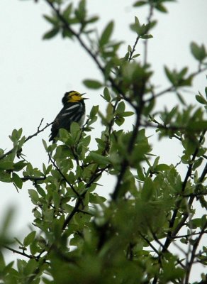 411Neals 003golden-cheekedWarblersinging.jpg