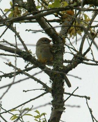 411Neals 014canyonTowhee.jpg