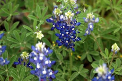 411Neals 016bluebonnetts.jpg