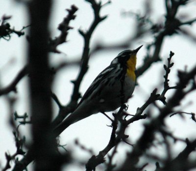 413NealsCooks 022yellow-throatedWarbler.jpg