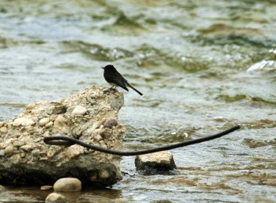 413NealsCooks 054blackPhoebe.jpg
