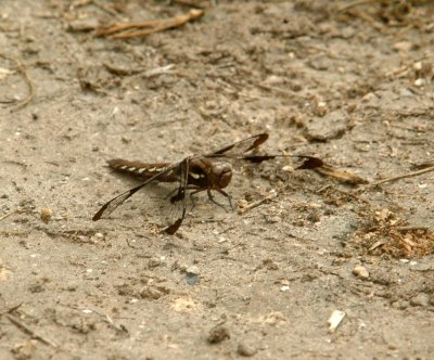 413NealsCooks 104dragonfly.jpg