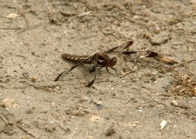 413NealsCooks 105dragonfly.jpg