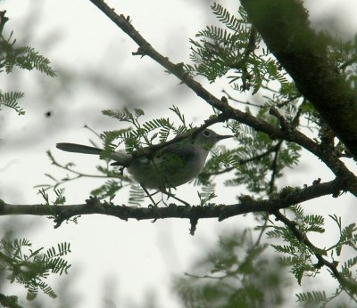 413NealsCooks 143blueGrayGnatcatcher.jpg