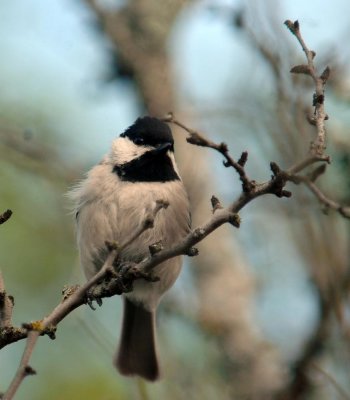418Neals 009zzzchickadee.jpg
