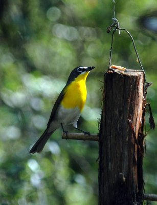 418Neals 056zzzyellow-breasted chat.jpg